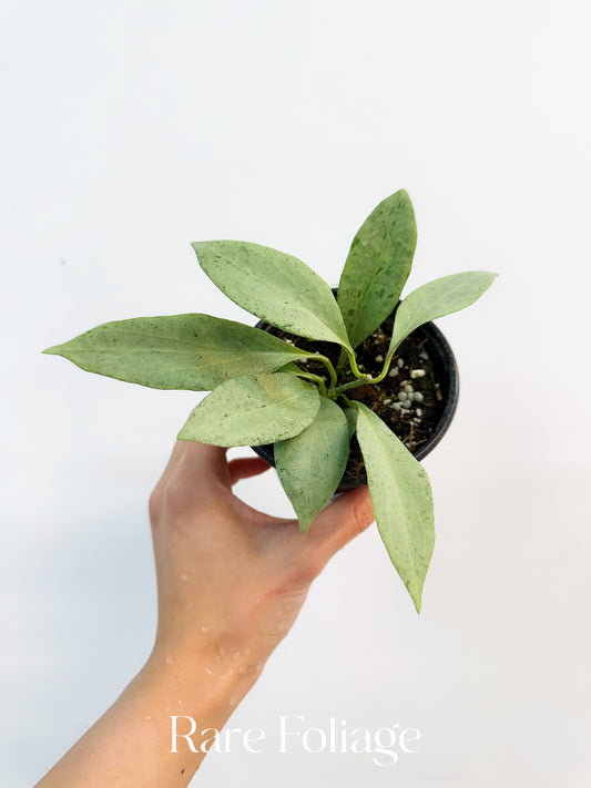 Hoya New Guinea Ghost 4”