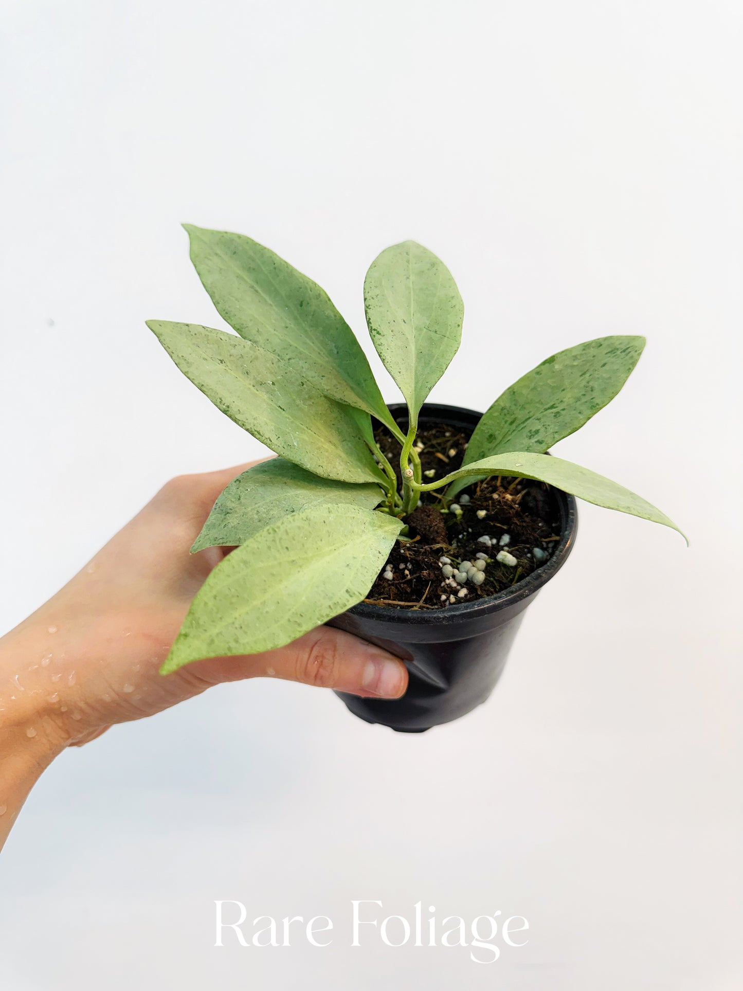 Hoya New Guinea Ghost 4”