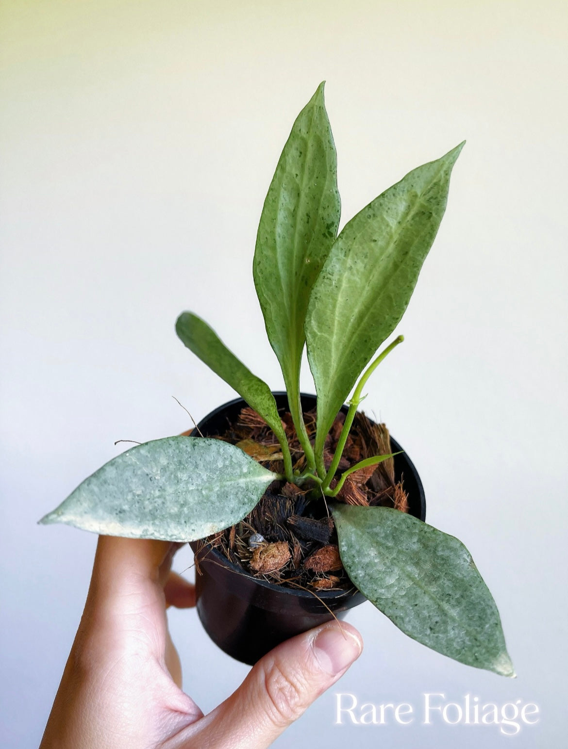 sansevieria ghost Hoya New Guinea Ghost 3” – Rare Foliage Plant Co