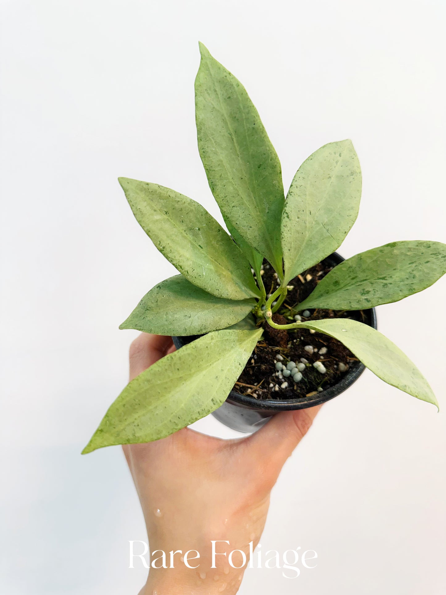 Hoya New Guinea Ghost 4”