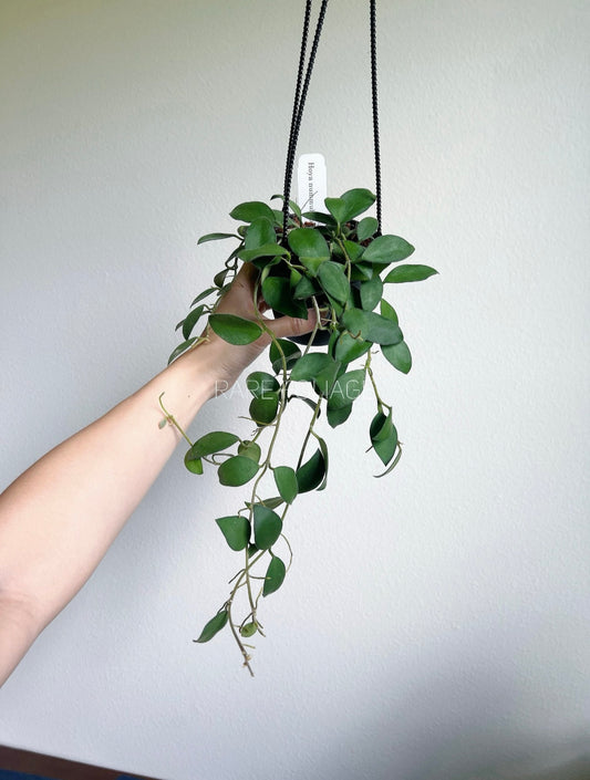 Hoya Nummularoides 4" Hanging Basket (Blooming Season)