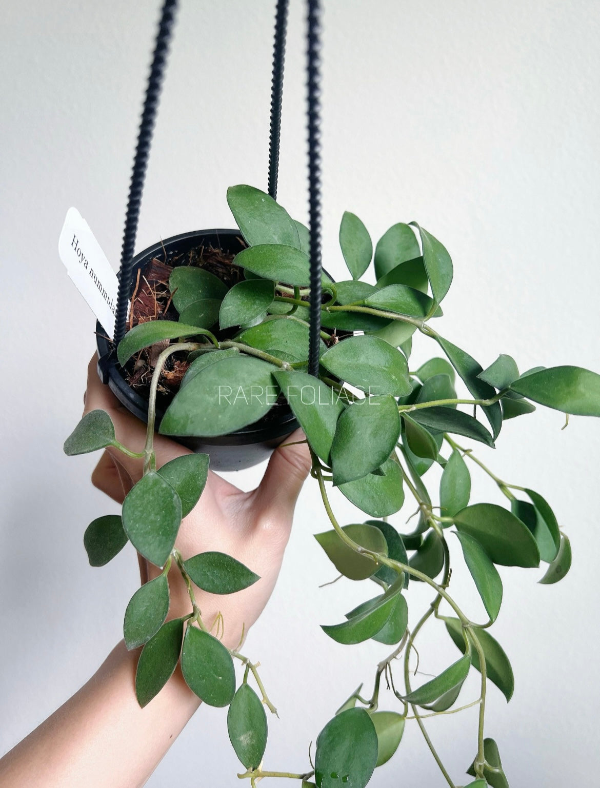 Hoya Nummularoides 4" Hanging Basket (Blooming Season)