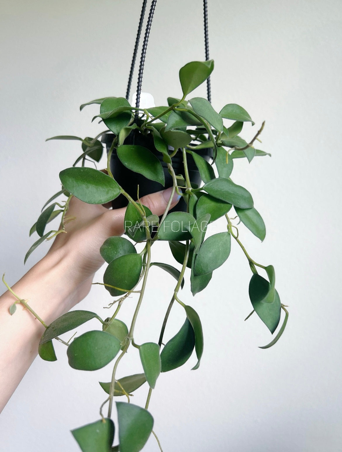 Hoya Nummularoides 4" Hanging Basket (Blooming Season)