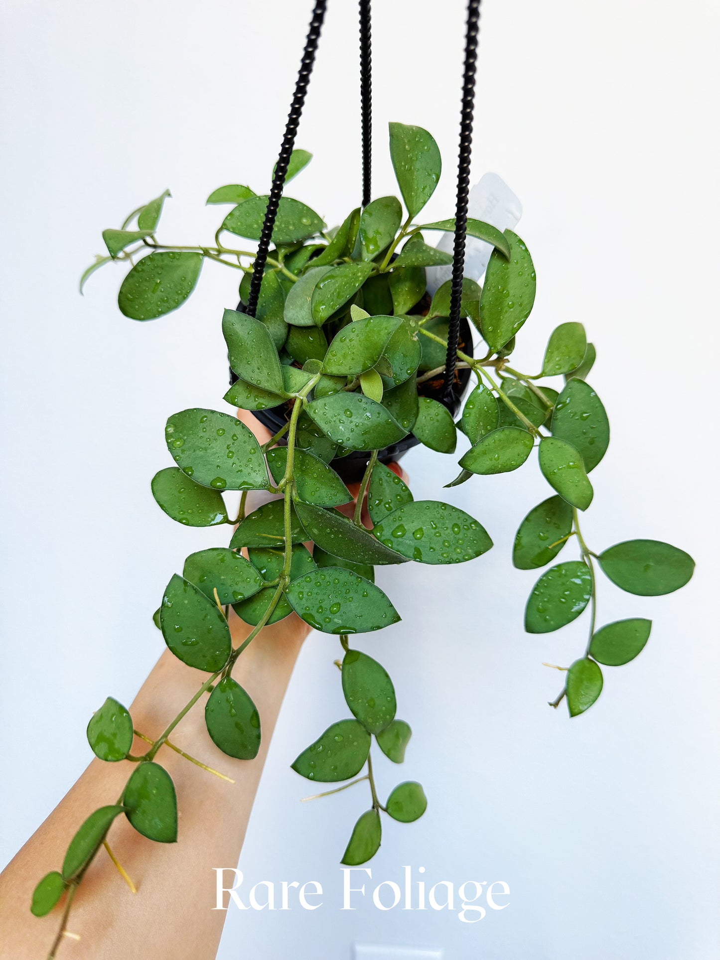Hoya Nummularoides Pink Corona 4" Hanging Basket