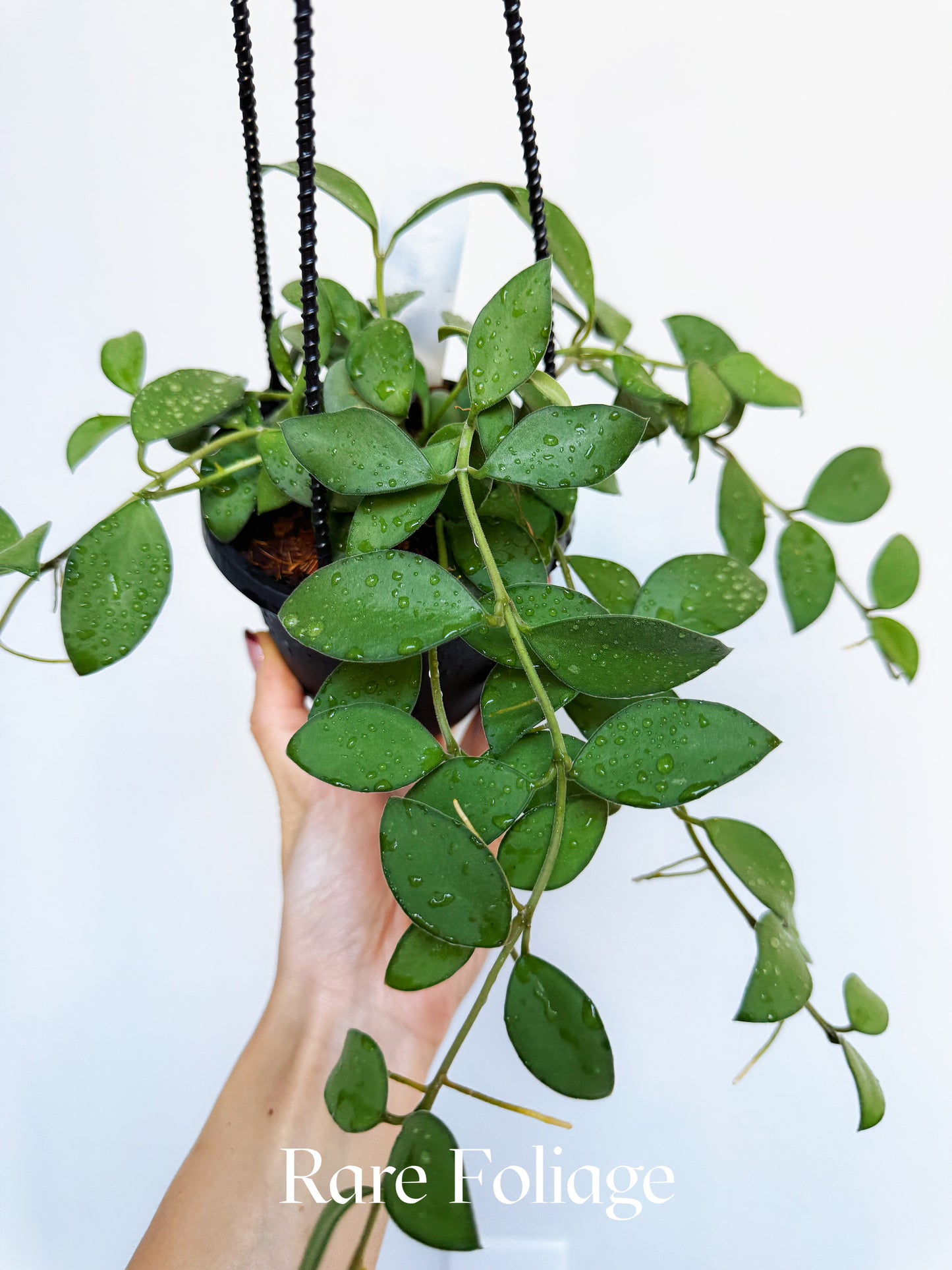 Hoya Nummularoides Pink Corona 4" Hanging Basket