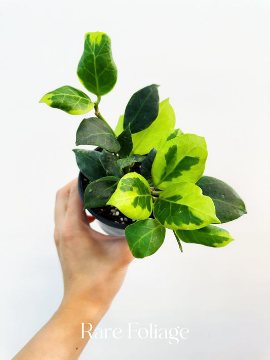 Hoya Obscura Albomarginata 4”