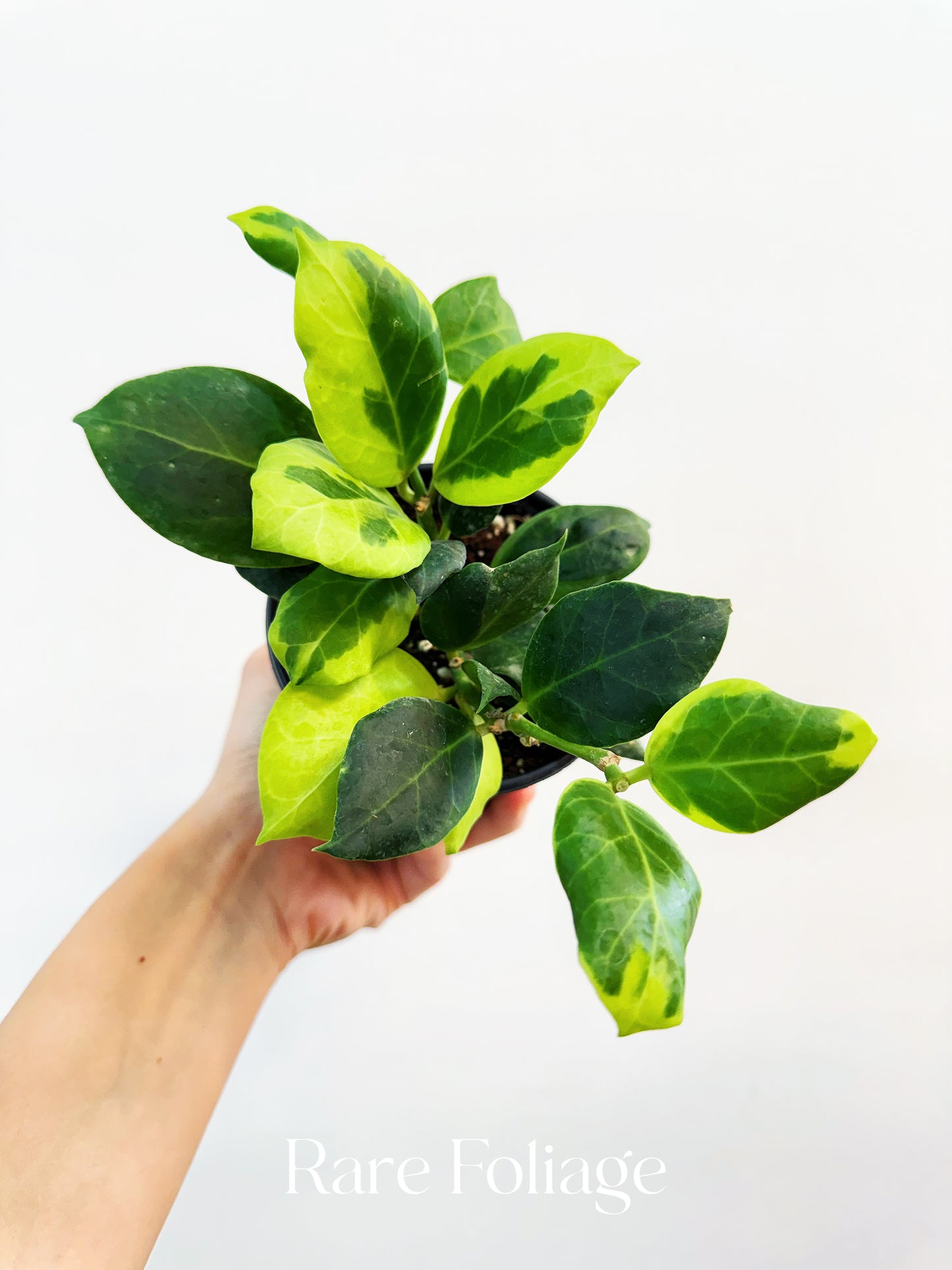 Hoya Obscura Albomarginata 4”