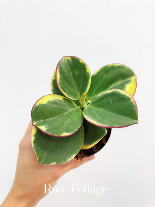 Hoya Pachyclada Outer Variegated 4”