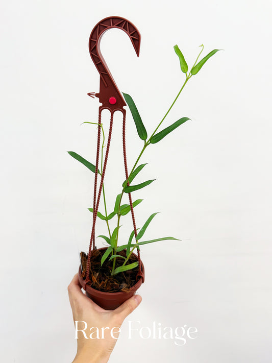 Hoya Pandurata 4” Hanging Basket