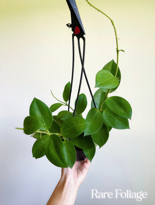 Hoya Parasitica x Pachyclada 4” Hanging Basket