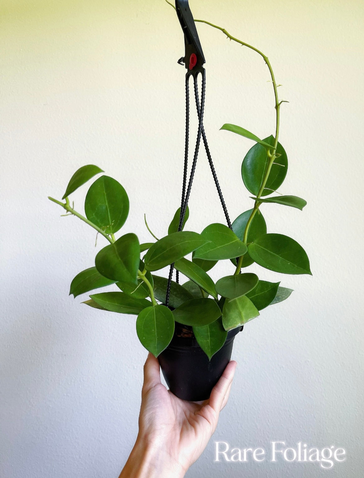 Hoya Parasitica x Pachyclada 4” Hanging Basket