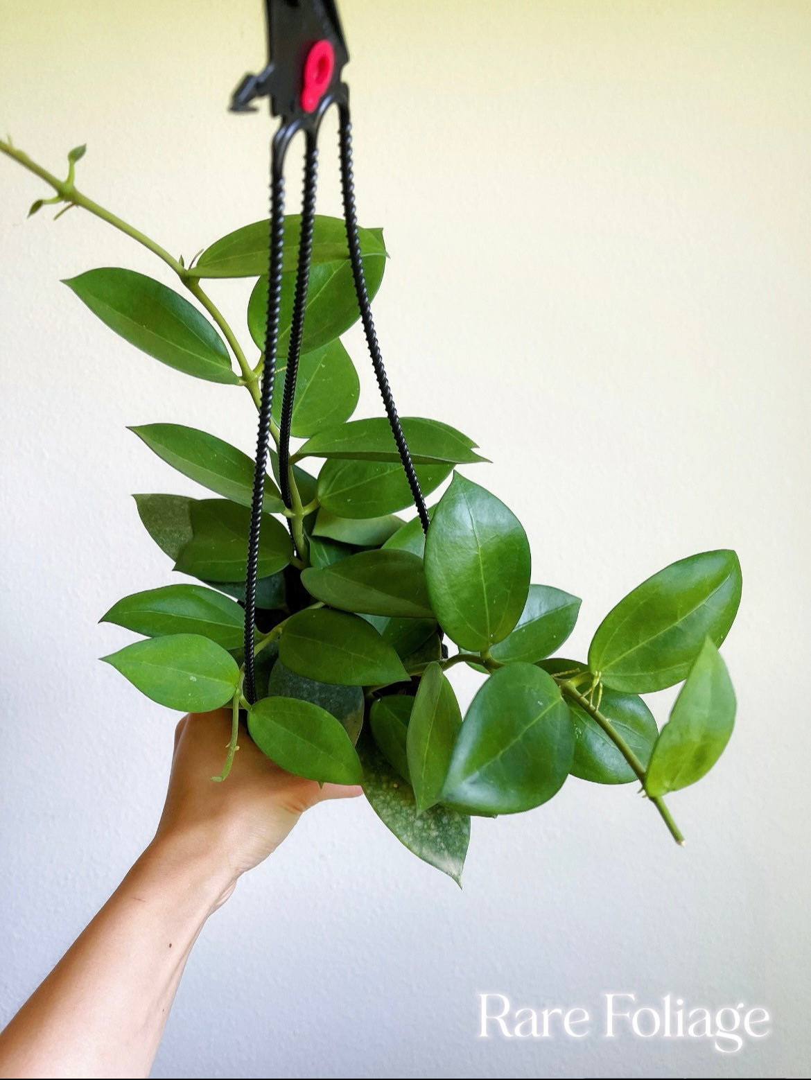 Hoya Parasitica x Pachyclada 4” Hanging Basket