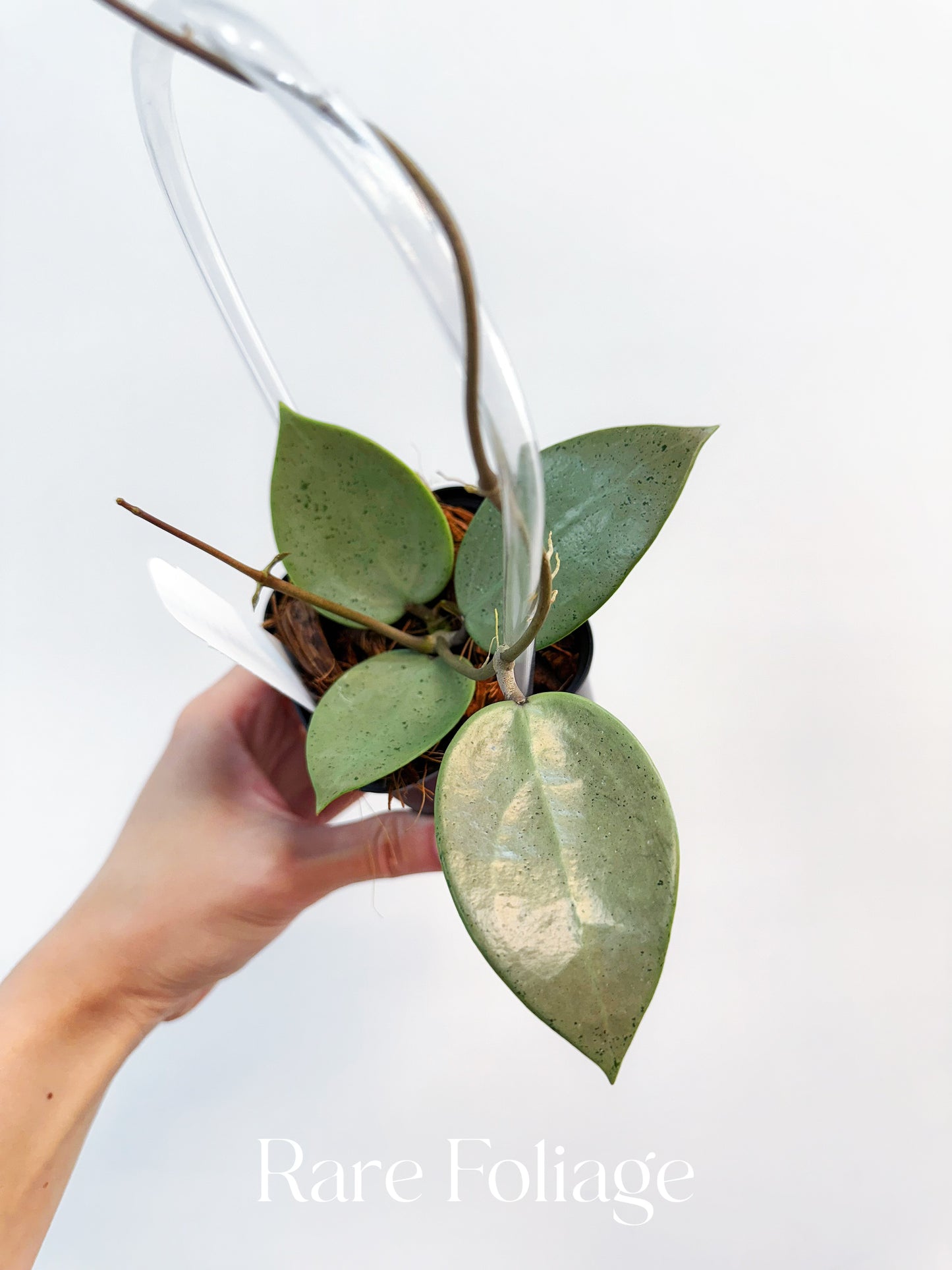 Hoya Parasitica Silver 3"