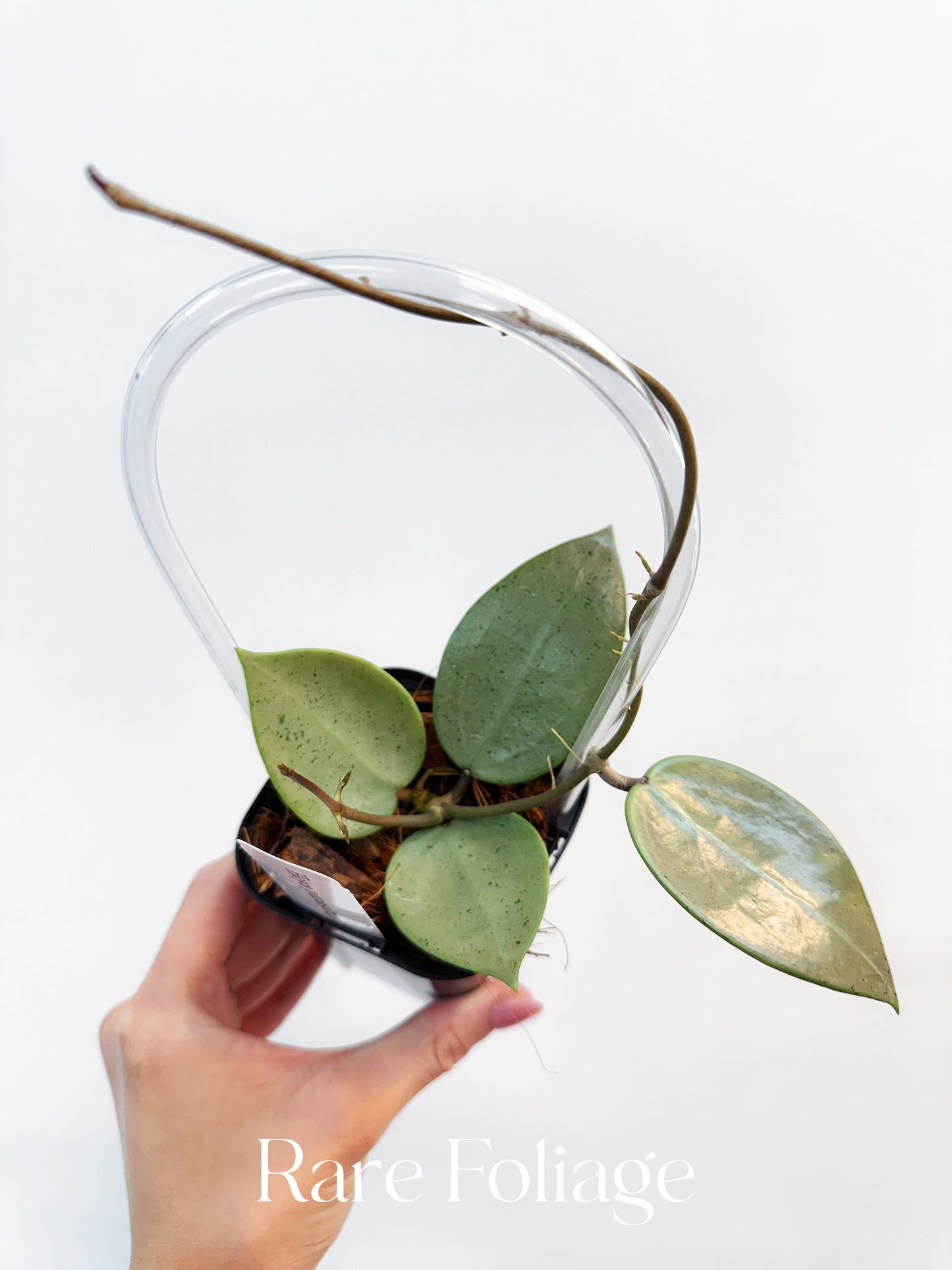 Hoya Parasitica Silver 3"
