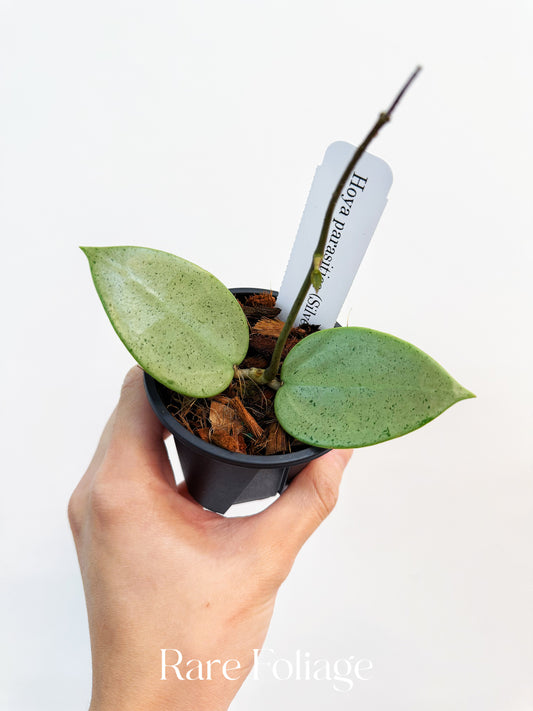 Hoya Parasitica Silver Heart 3"