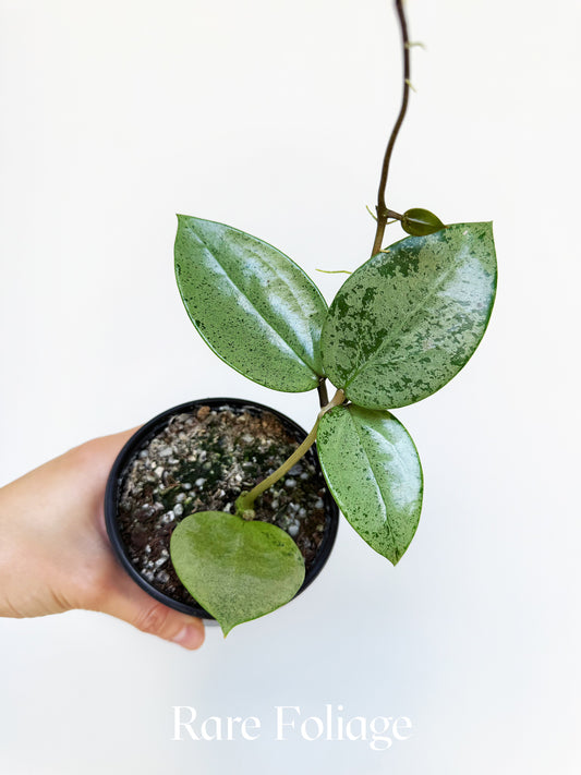 Hoya Parasitica Silver 4”