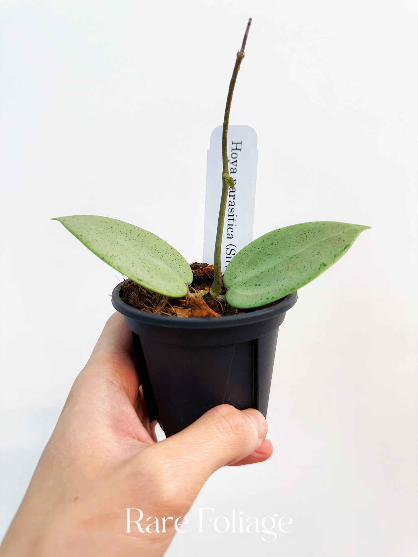 Hoya Parasitica Silver Heart 4”
