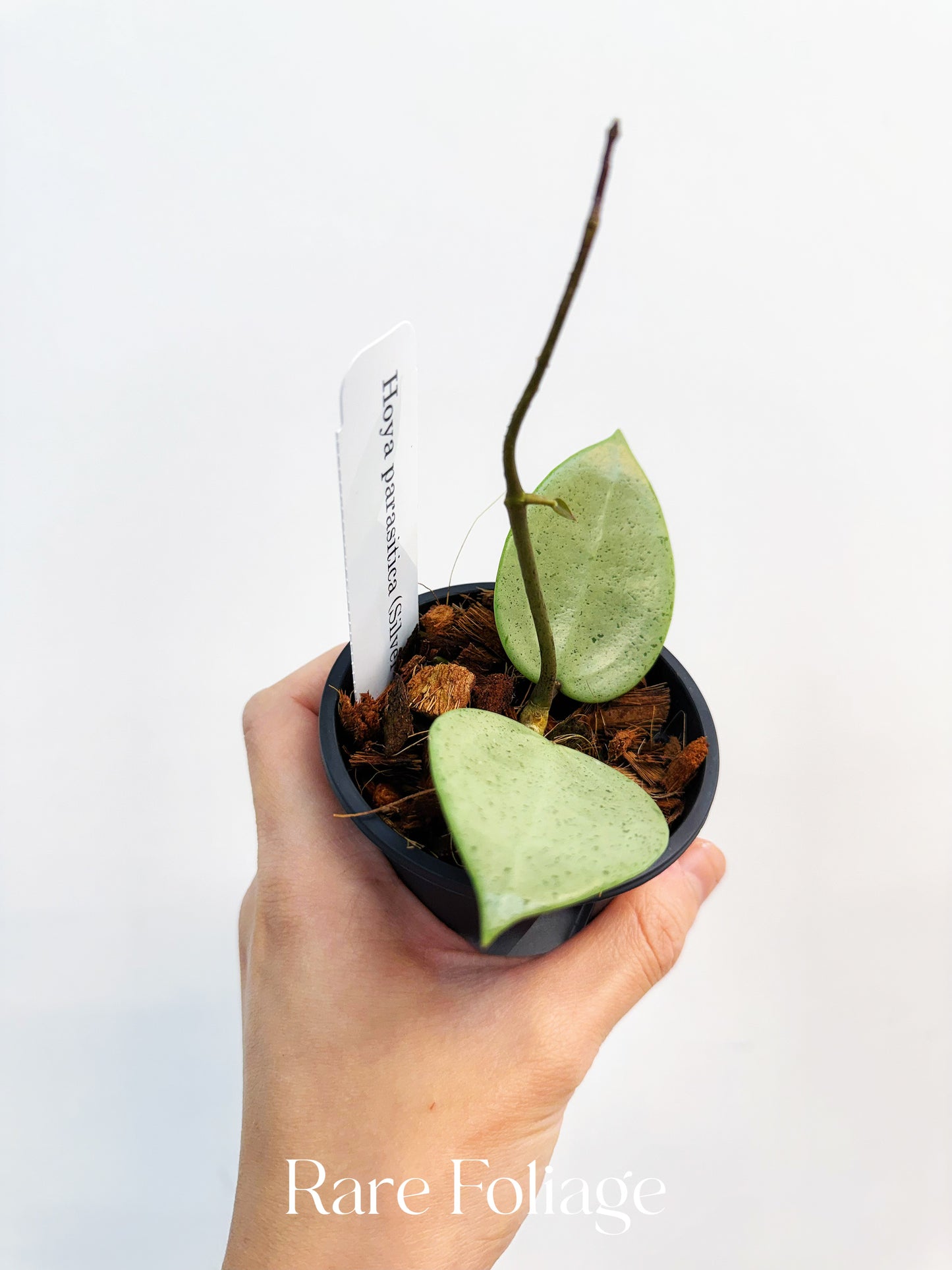 Hoya Parasitica Silver Heart 4”