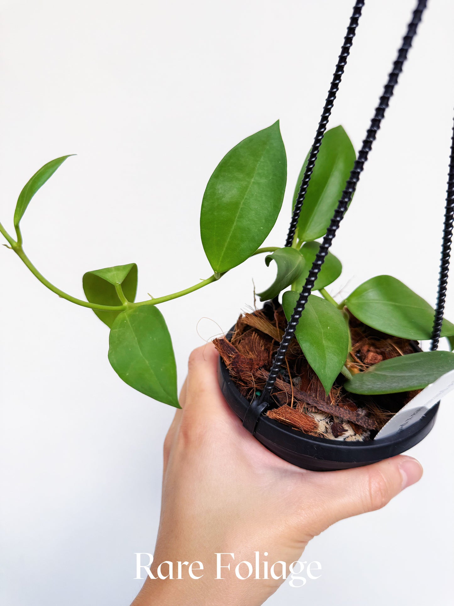 Hoya Parasitica x Pachyclada 4” Hanging Basket