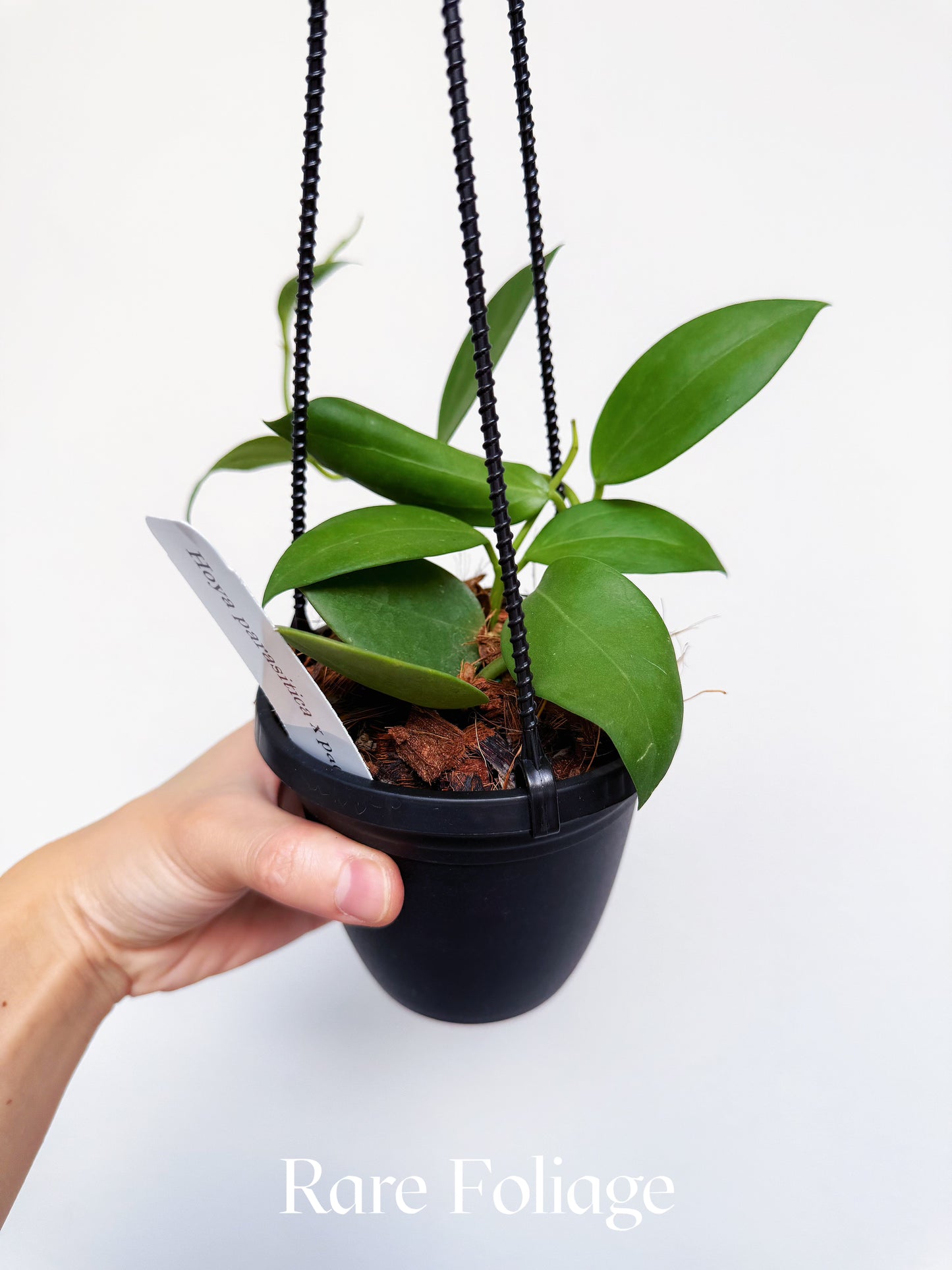 Hoya Parasitica x Pachyclada 4” Hanging Basket
