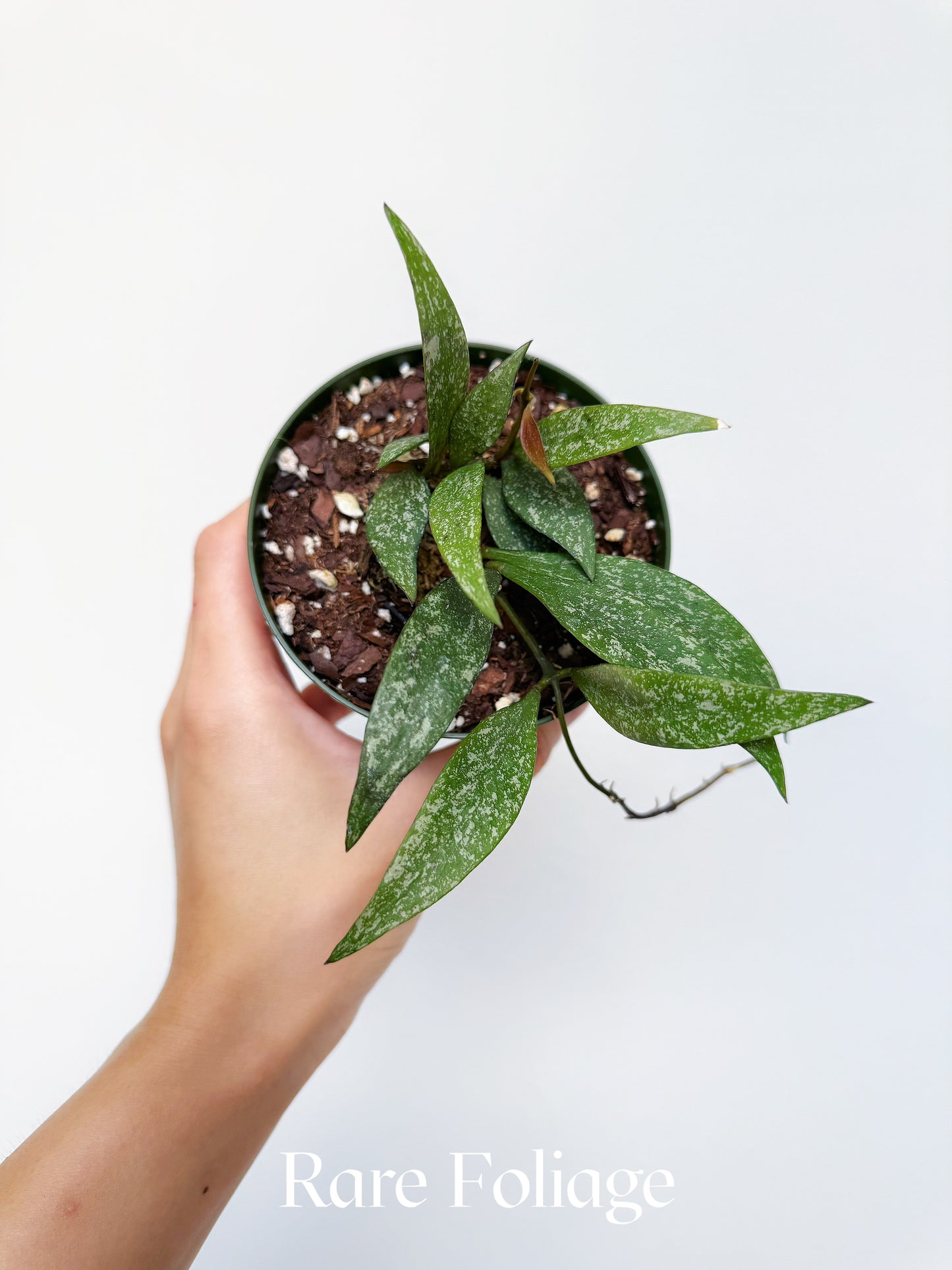 Hoya Parviflora Splash 4"