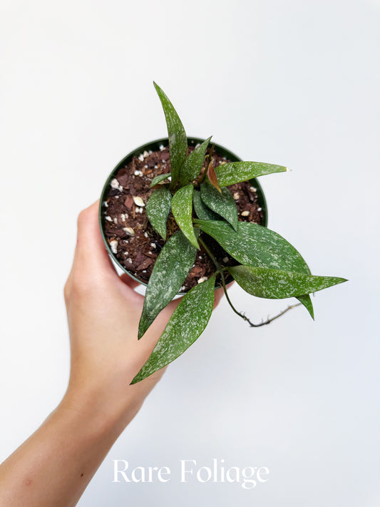 Hoya Parviflora Splash 4"