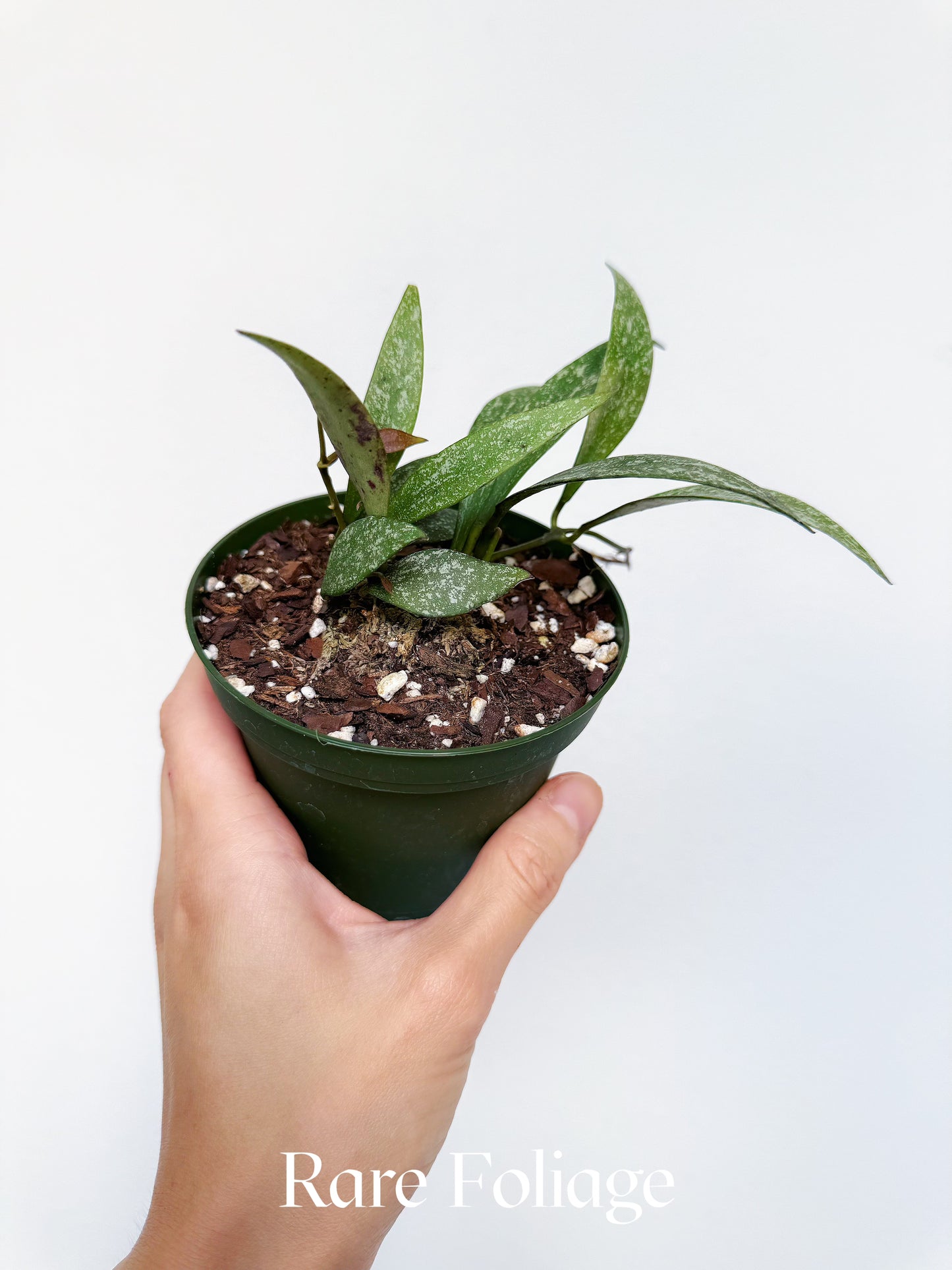 Hoya Parviflora Splash 4"