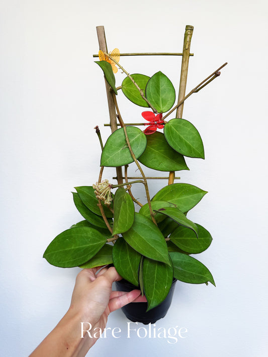 Hoya Patcharawalai 023 4" Trellis