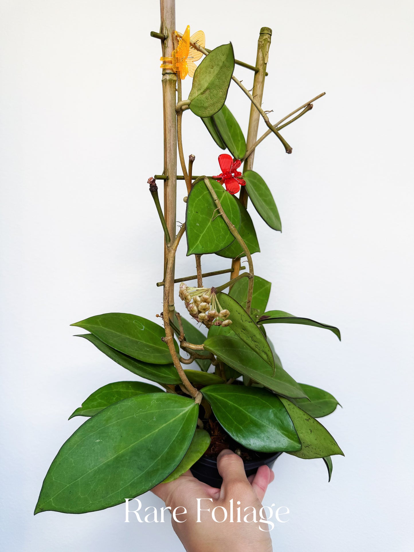 Hoya Patcharawalai 023 4" Trellis