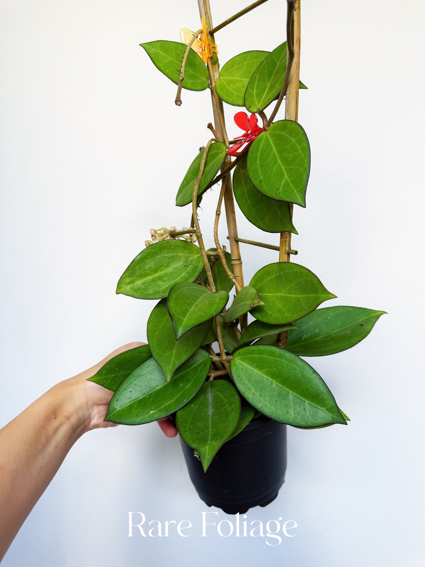 Hoya Patcharawalai 023 4" Trellis