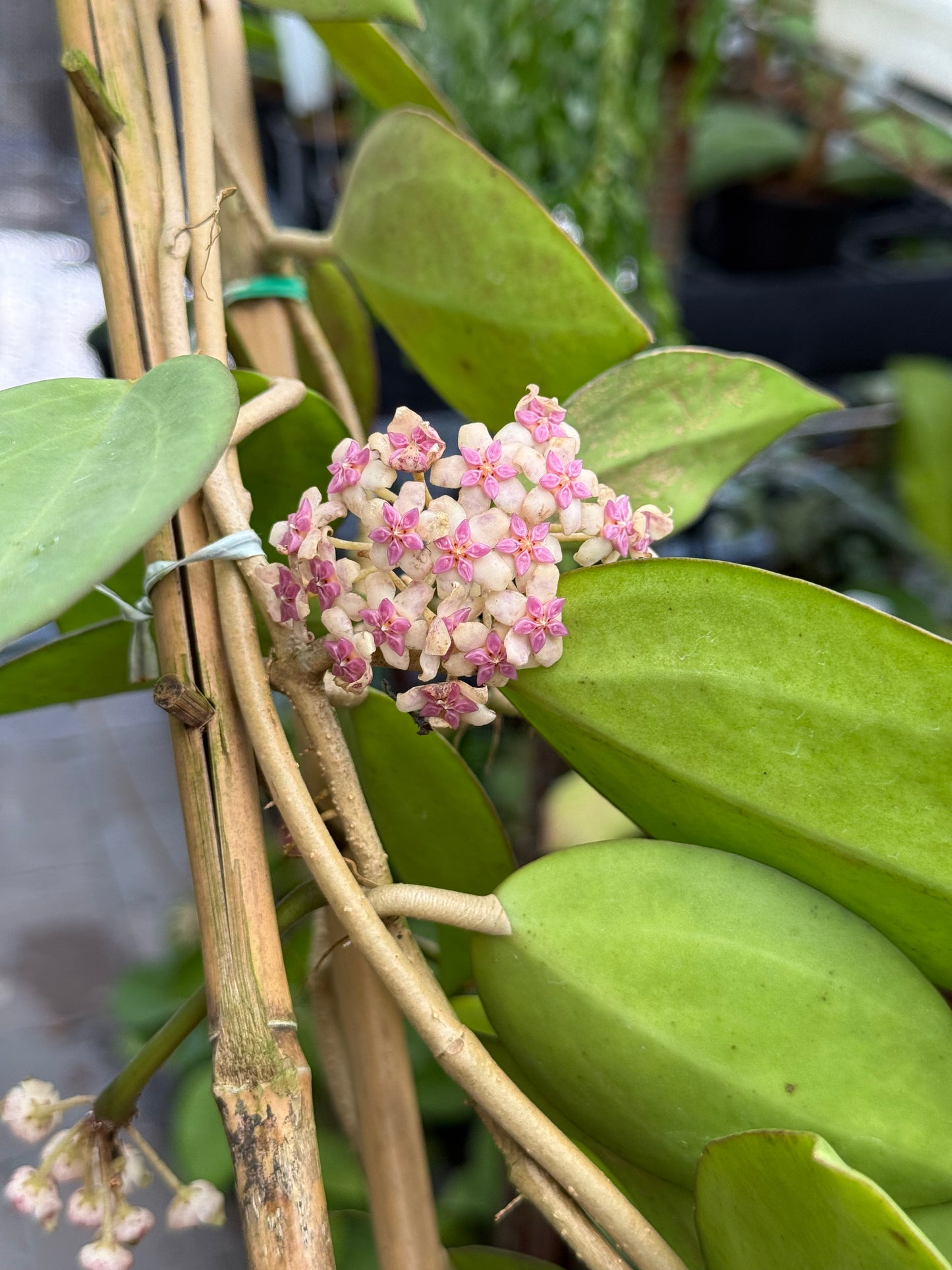 Hoya Patcharawalai 023 4" Trellis
