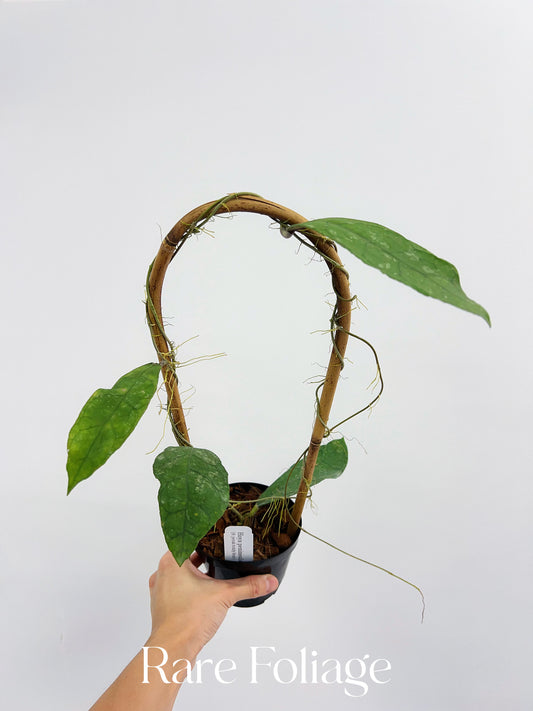 Hoya Peninsularis (H.Perak Teddy Bear) 4” on Trellis