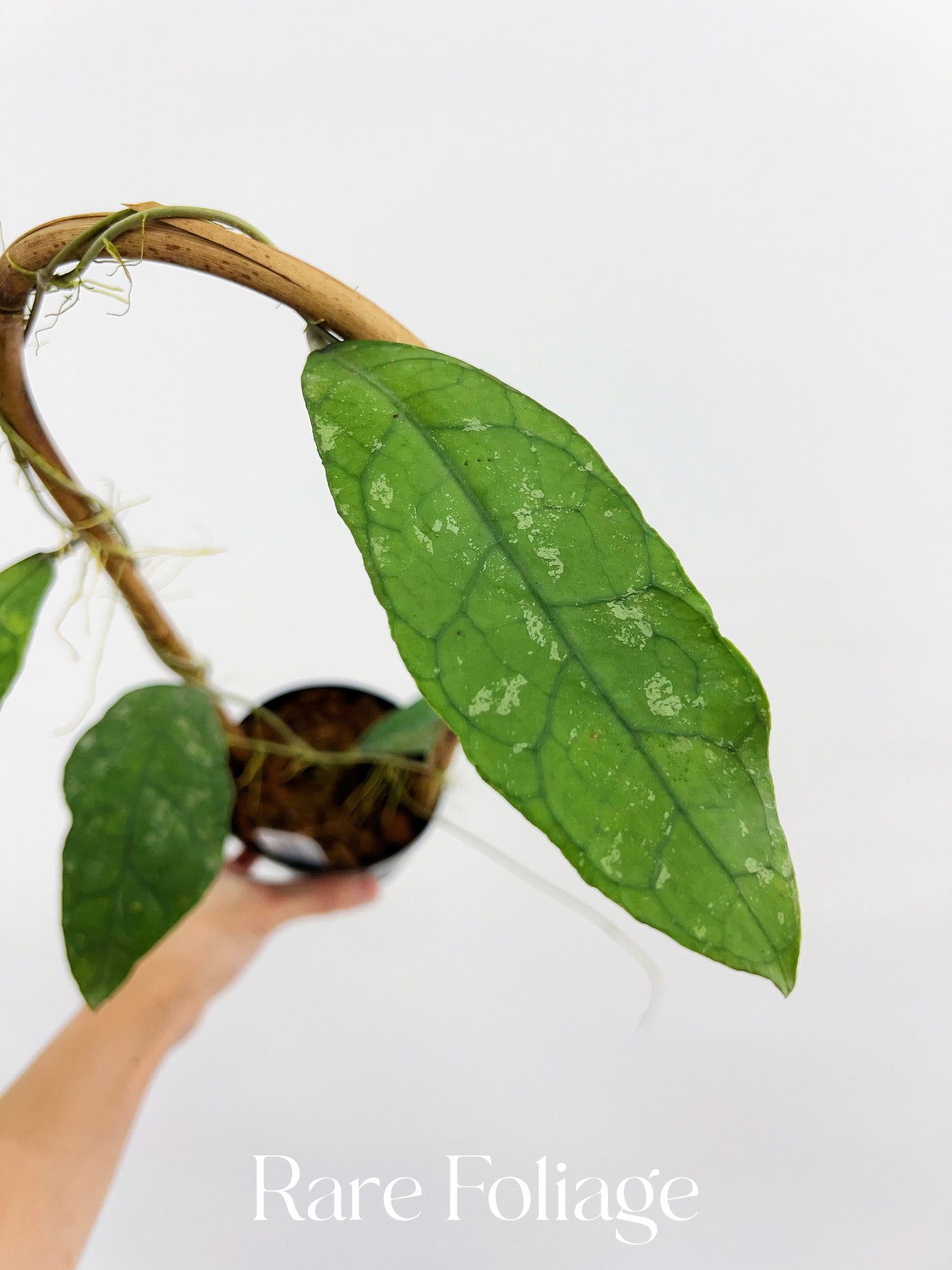 Hoya Peninsularis (H.Perak Teddy Bear) 4” on Trellis