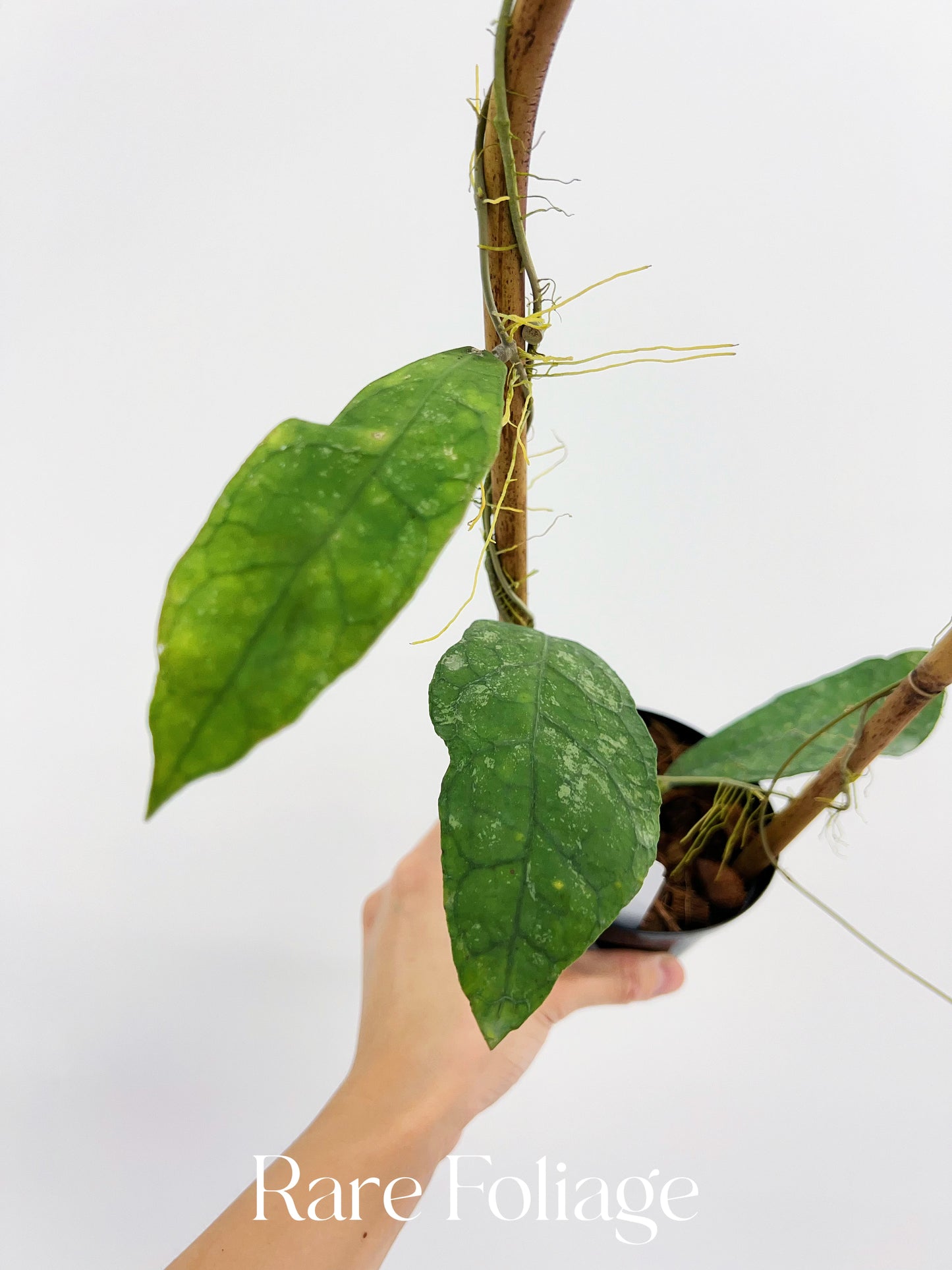 Hoya Peninsularis (H.Perak Teddy Bear) 4” on Trellis