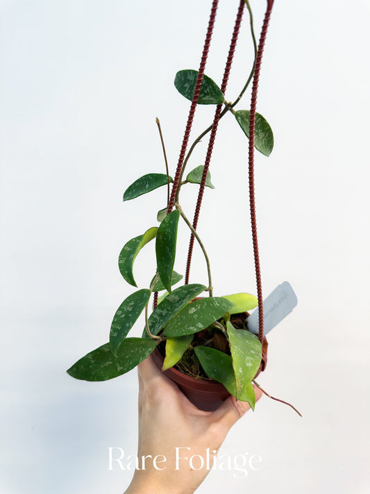 Hoya Phuwuaensis Splash 4" Hanging Basket