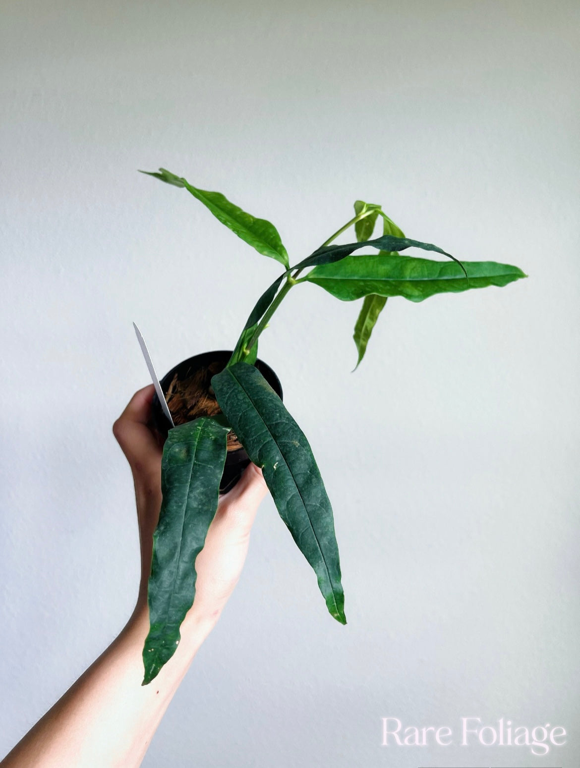 Hoya Platycaulis 3"