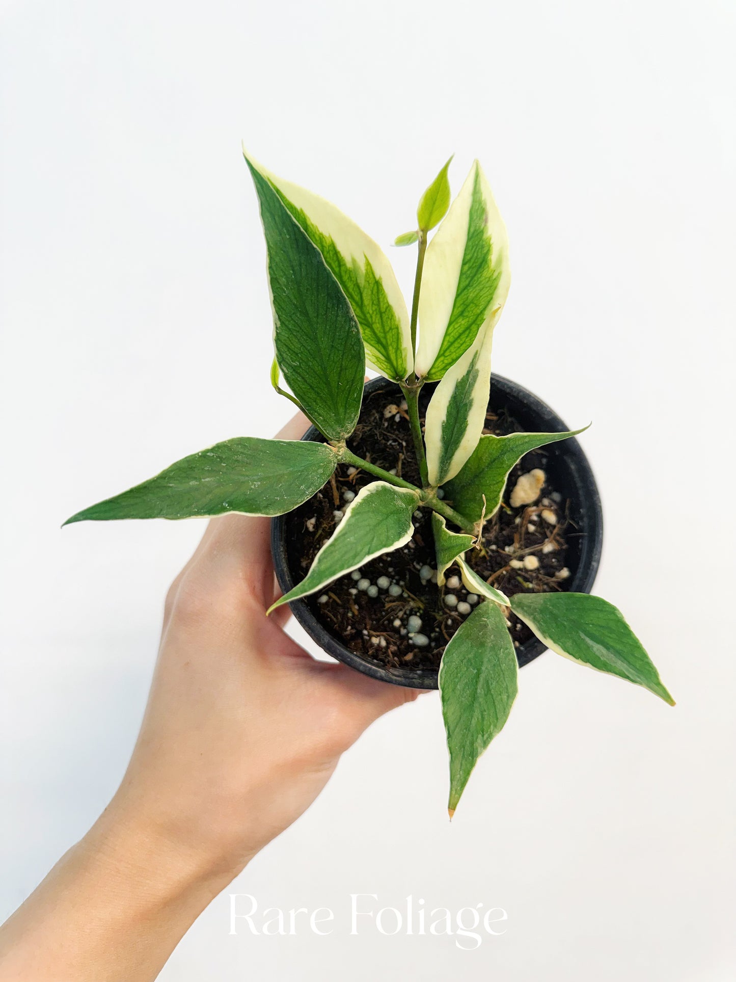 Hoya Polyneura Albo (Multiple Growth Points) 4”