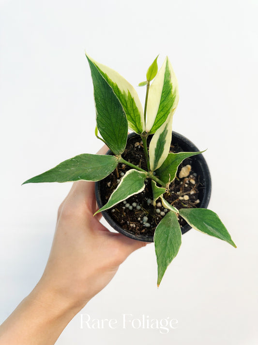 Hoya Polyneura Albo (Multiple Growth Points) 4”
