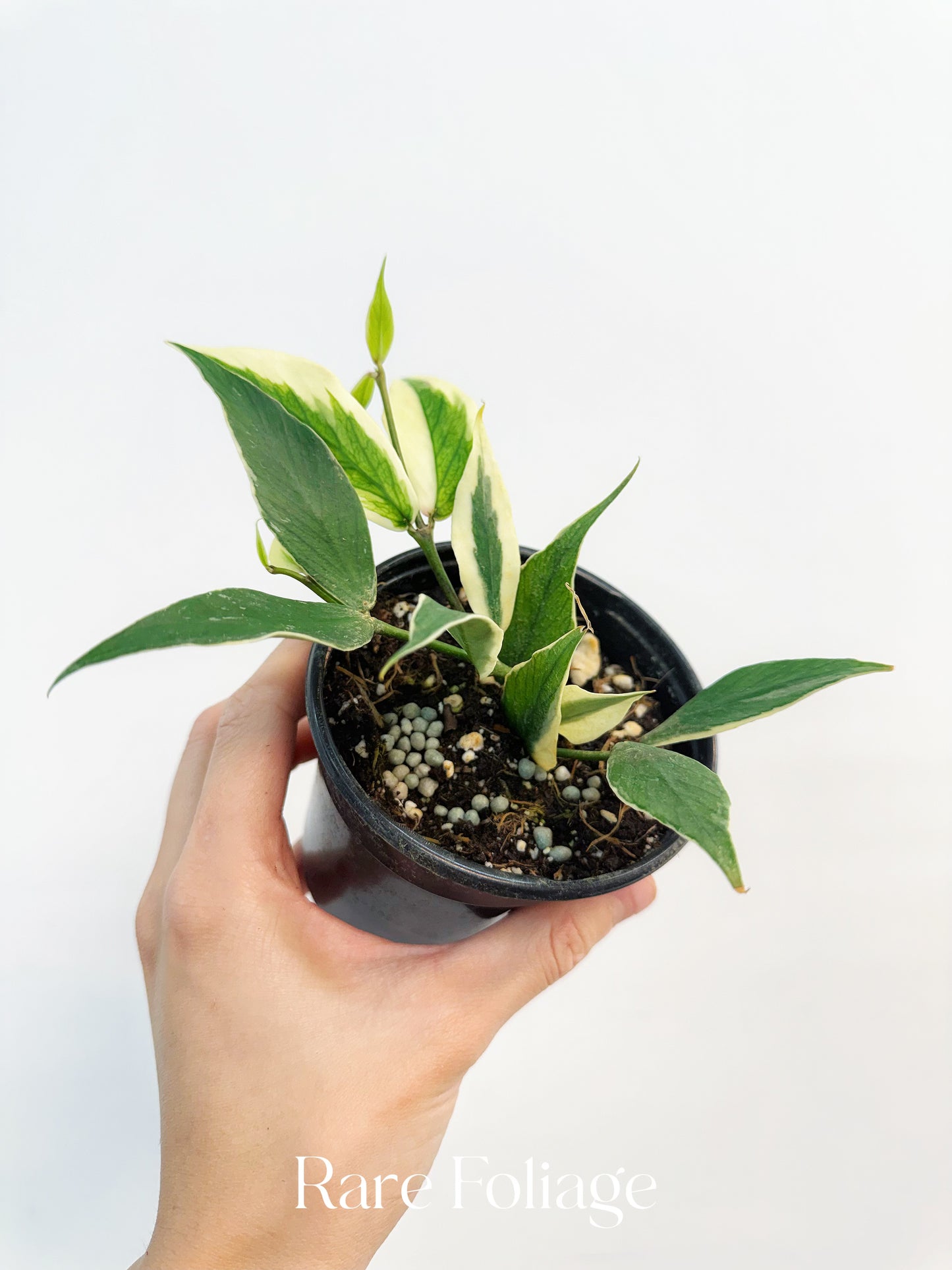 Hoya Polyneura Albo (Multiple Growth Points) 4”