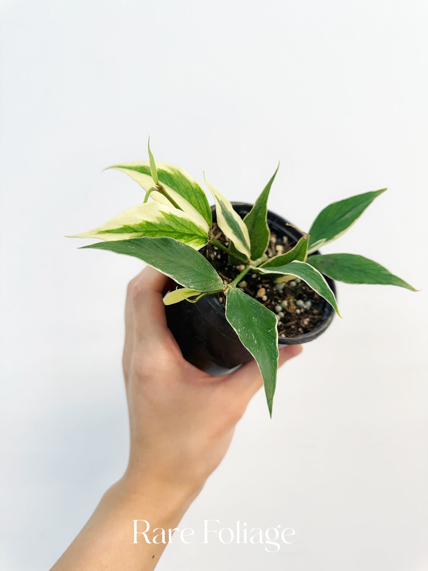 Hoya Polyneura Albo (Multiple Growth Points) 4”