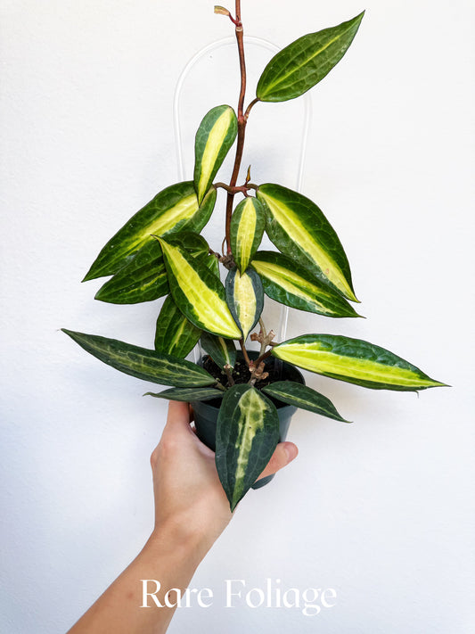 Hoya Macrophylla Pot of Gold 4"