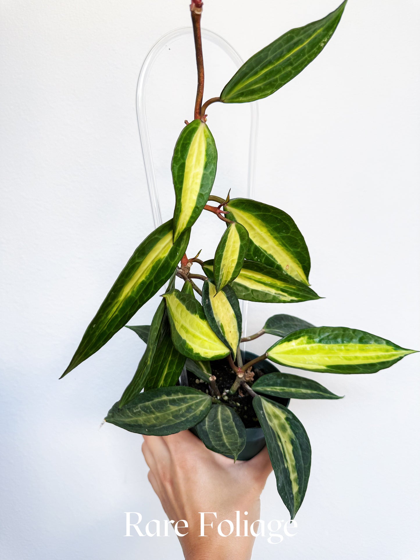 Hoya Macrophylla Pot of Gold 4"