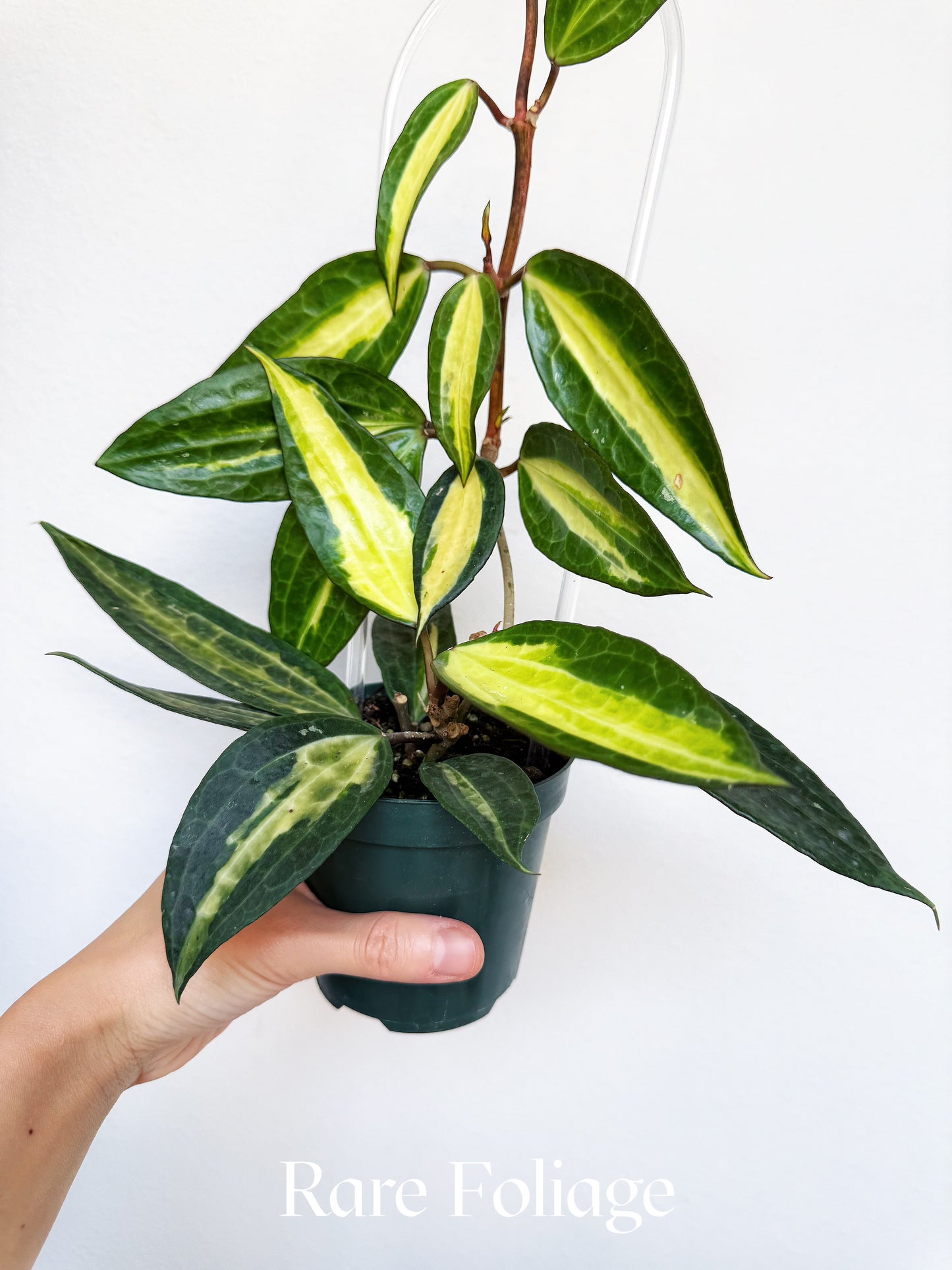Hoya Macrophylla Pot of Gold 4"