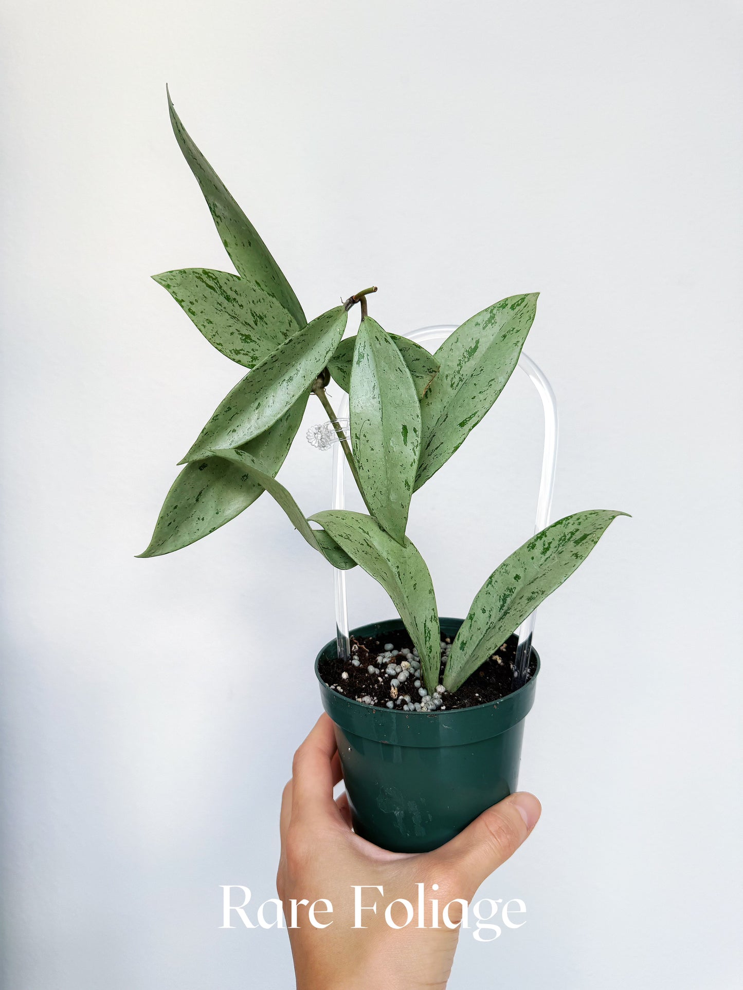 Hoya Pubicalyx Pink Ghost 4"