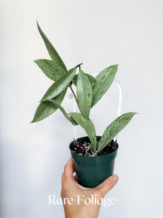Hoya Pubicalyx Pink Ghost 4"