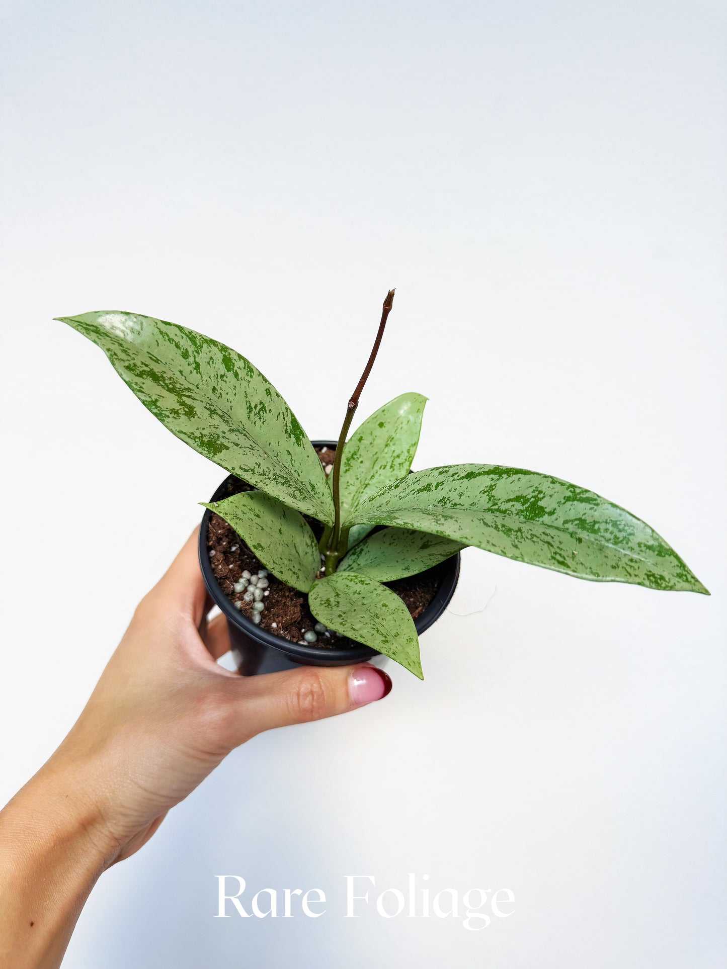 Hoya Pubicalyx Pink Ghost 4"