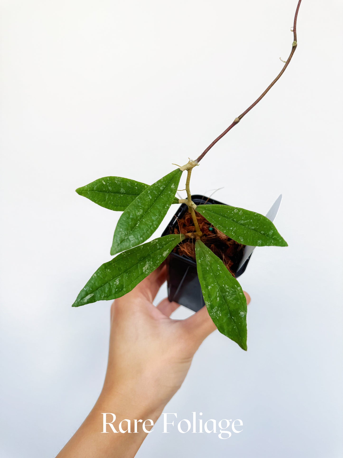 Hoya Rigidifolia 3"