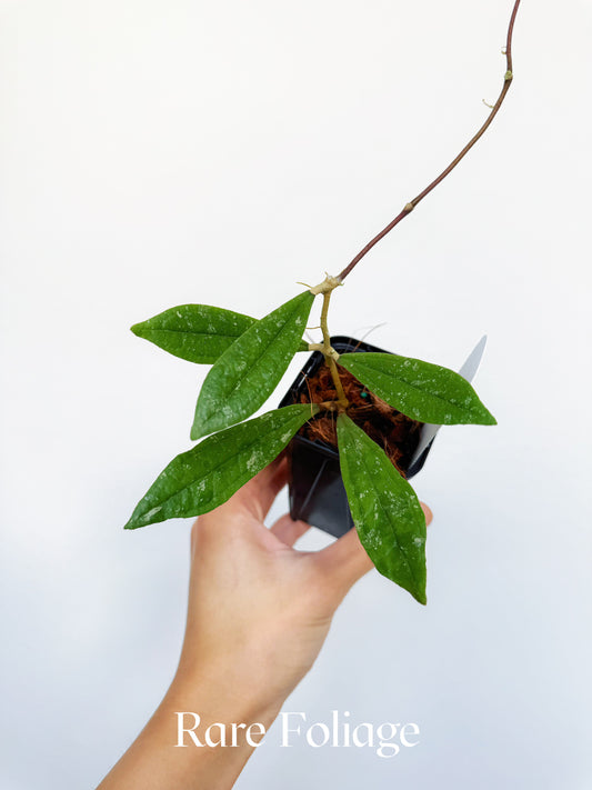 Hoya Rigidifolia 3"