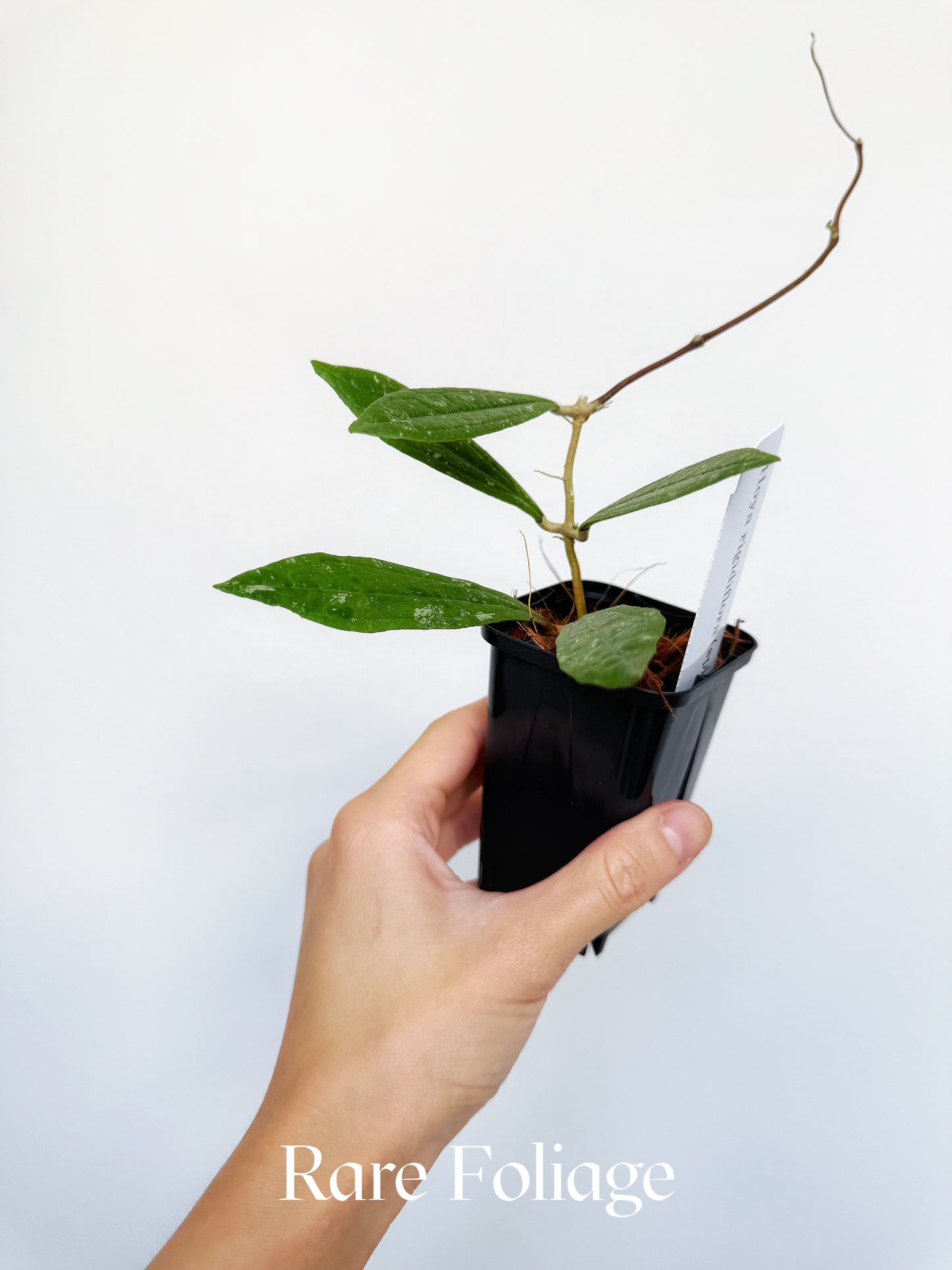 Hoya Rigidifolia 3"