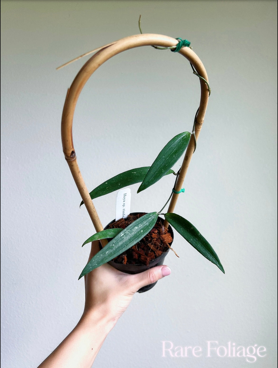 Hoya Rindu Rafflesia 4